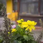Dell'autista Guest house